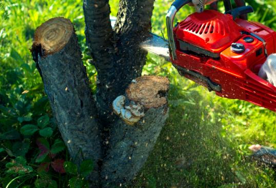 Tree Pruning