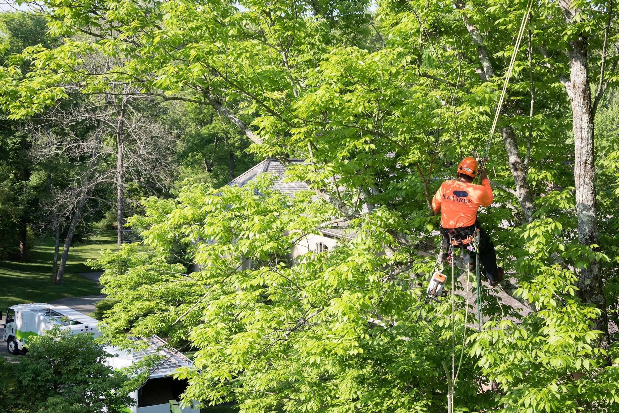 Tree Care Service