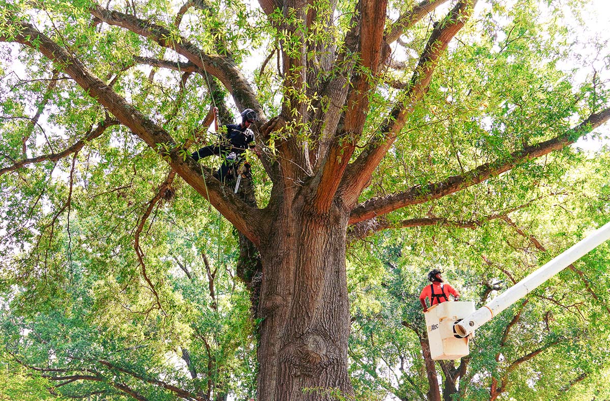 Tree removal