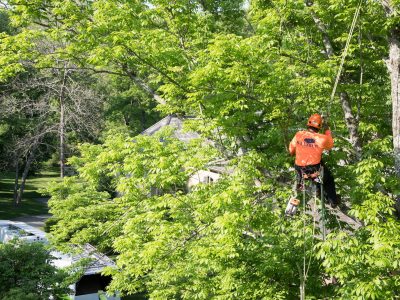 Enhancing Dublin’s Greenery: City Landscaping Dublin’s Tree Care Services