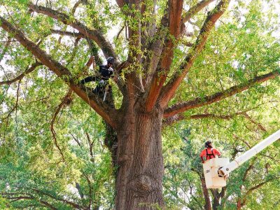 Tree Surgery