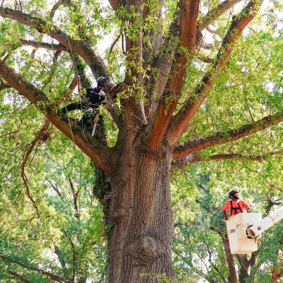 Tree Surgery