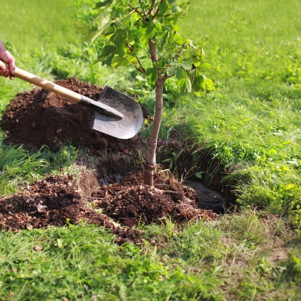 Man,Plants,A,Tree,,Hands,With,Shovel,Digs,The,Ground,