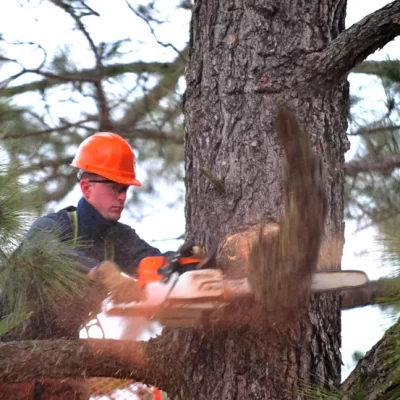 Tree Removal