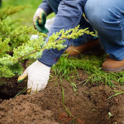 Gardener planting juniper plants in the yard. Seasonal works in the garden. Landscape design. landscaping. Ornamental shrub juniper.