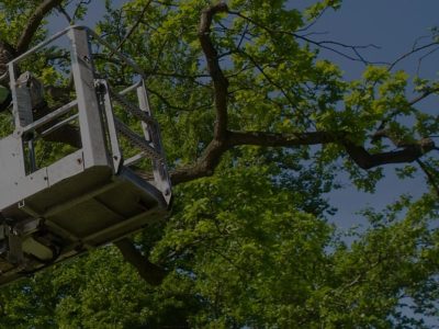 “Ultimate Guide to Tree Care & Tree Surgery: Expert Tips for Healthy, Strong Trees”