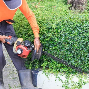 Hedge Cutting Service