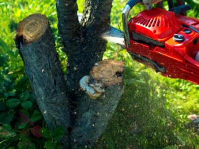 Expert Tree Care Services for South Dublin: City Landscaping Dublin